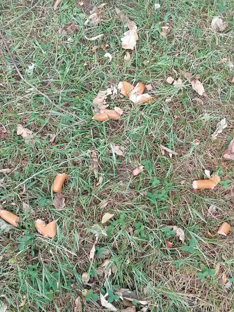 Giftköder-Bockwurst auf dem alten Friedhof-Profilbild