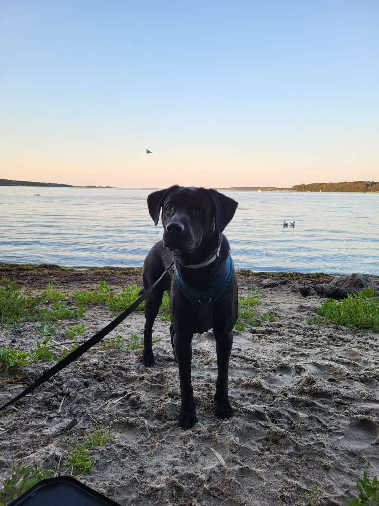 Hundetreffen-Spielfreunde bis Gassi gehen-Profilbild