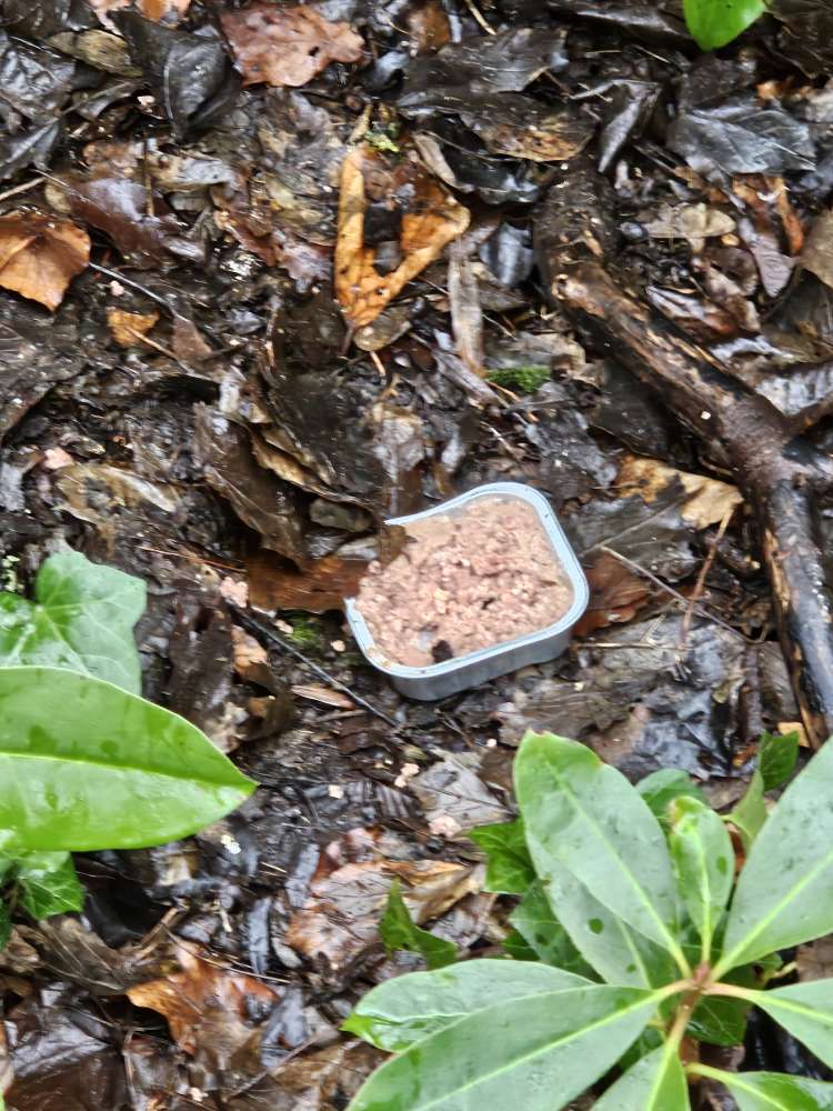 Giftköder-Katzenfutter ausgelegt-Profilbild