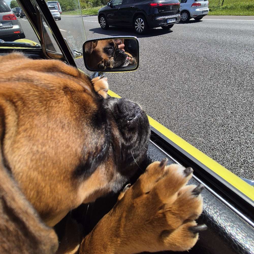 Hundetreffen-Boxer Freunde gesucht-Profilbild