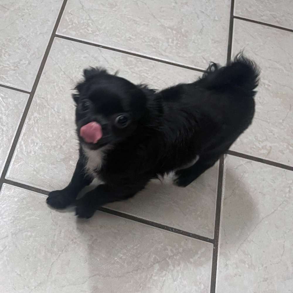 Hundetreffen-Welpentreffen im Huthpark-Profilbild