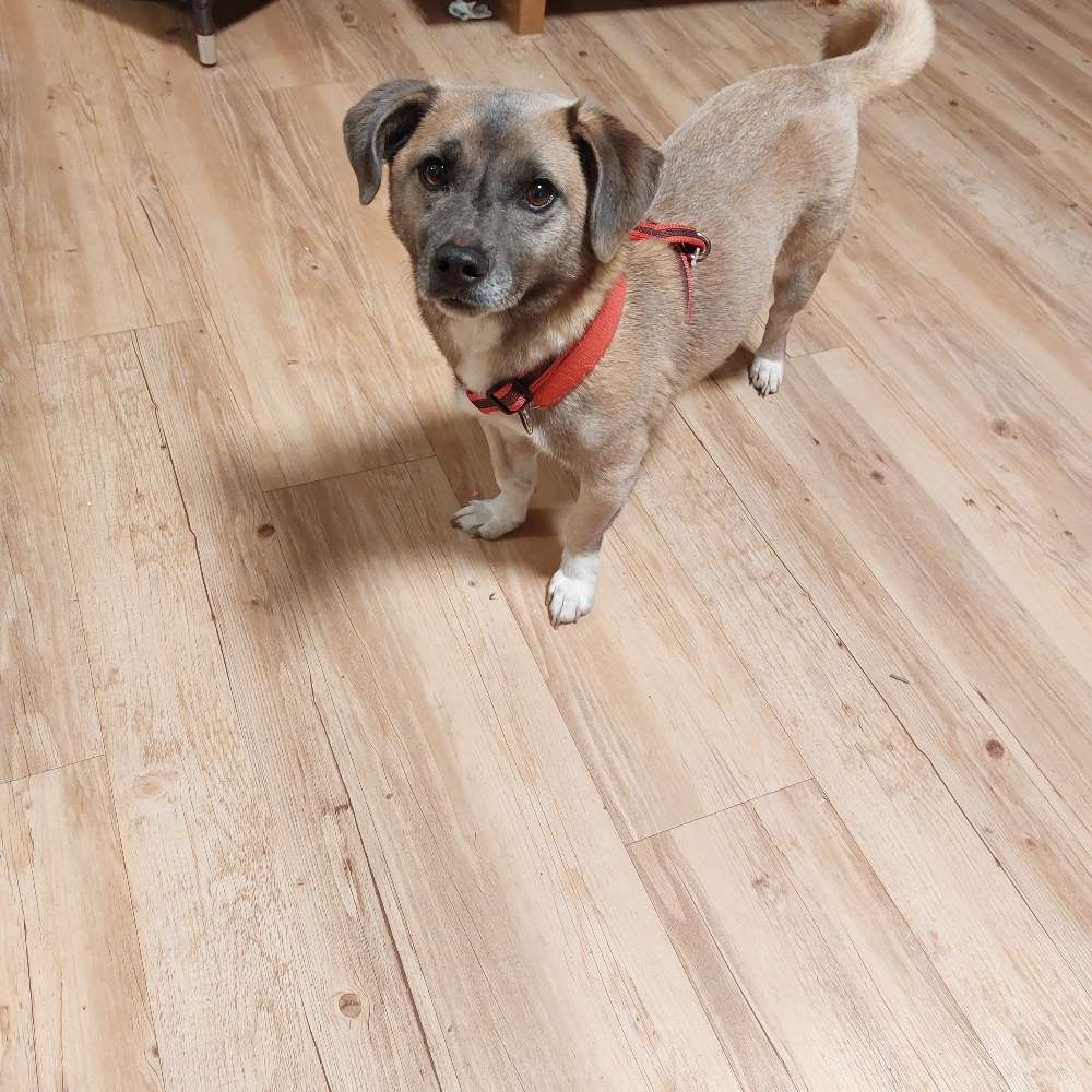 Ersteller:in Lernen an der Leine mit anderen Hunden umzugehen und zu laufen. Profilbild