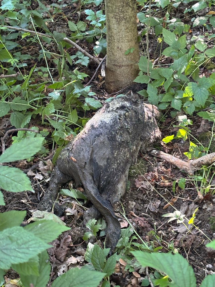 Giftköder-Tierkadaver-Profilbild