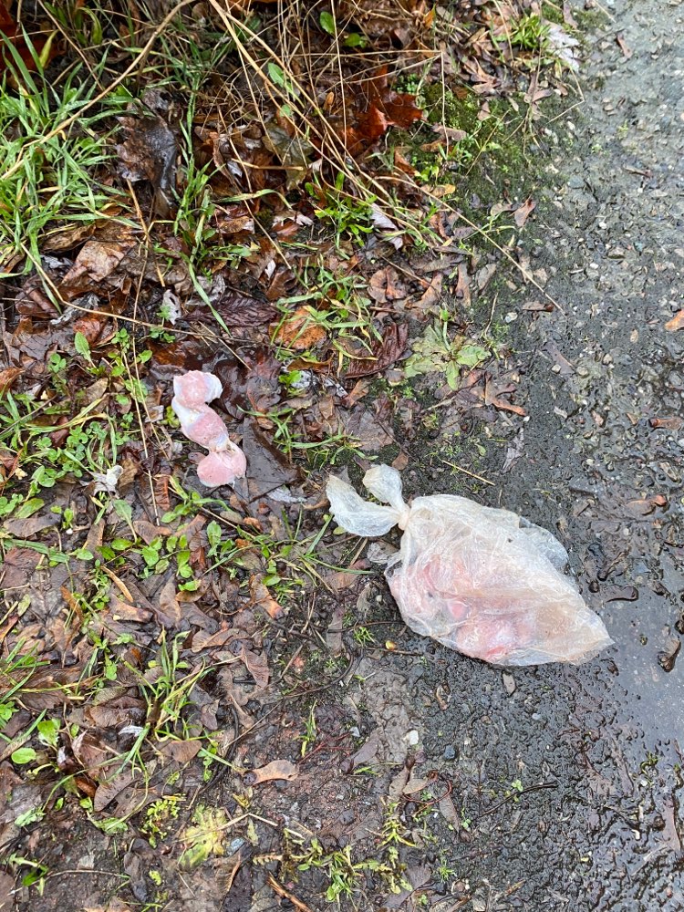 Giftköder-Fleisch in Einfahrt - mgl. Giftköder-Profilbild