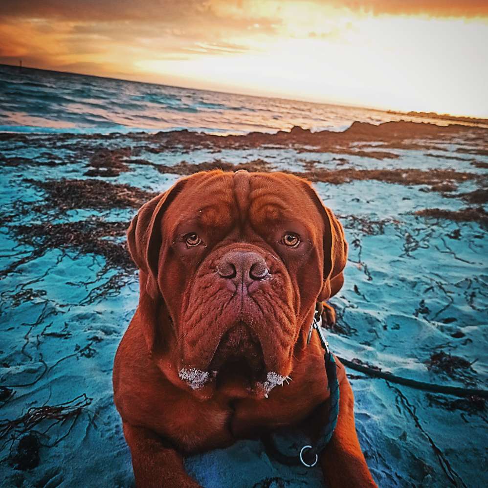 Hundetreffen-Südstrand Fehmarn-Profilbild