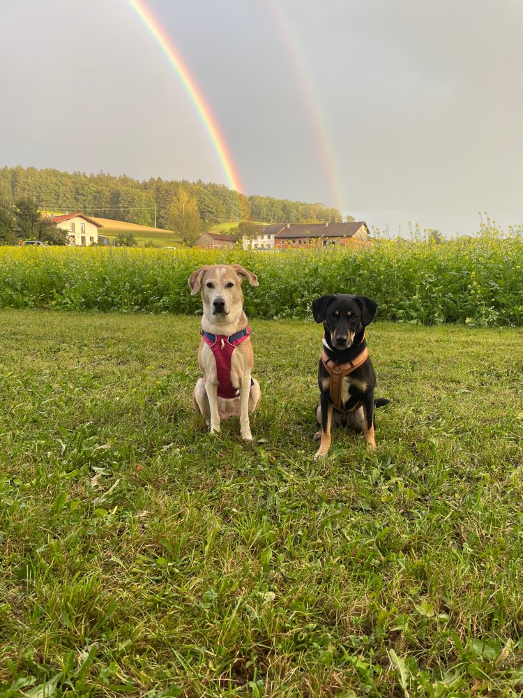 Hundetreffen-Gemeinsame Gassirunden-Profilbild