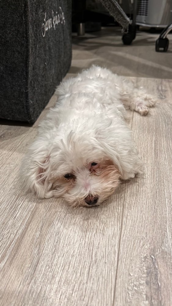 Hundetreffen-Welpentreff in Viersen/MG-Profilbild