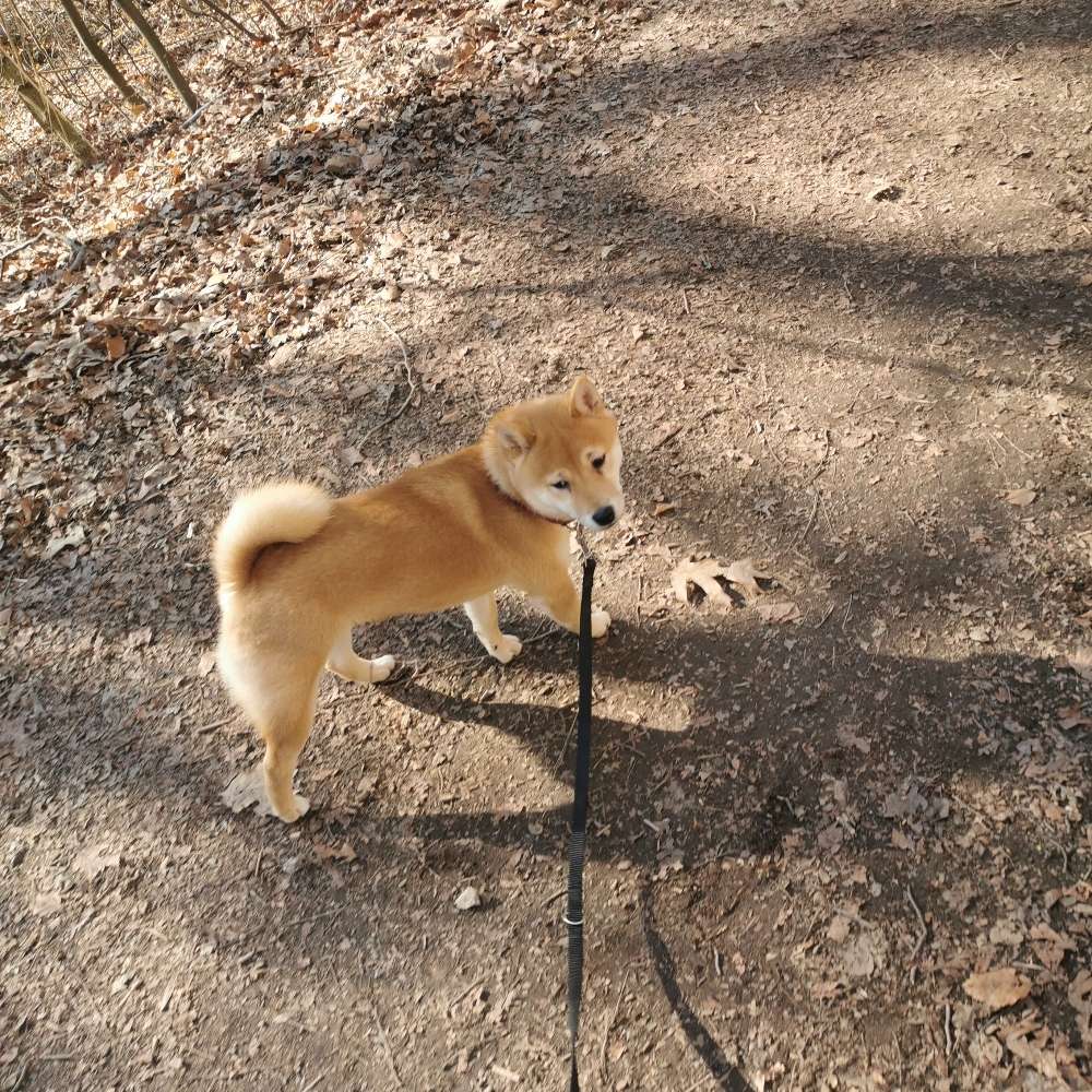 Hundetreffen-Spatzieren gehen in Solingen-Profilbild