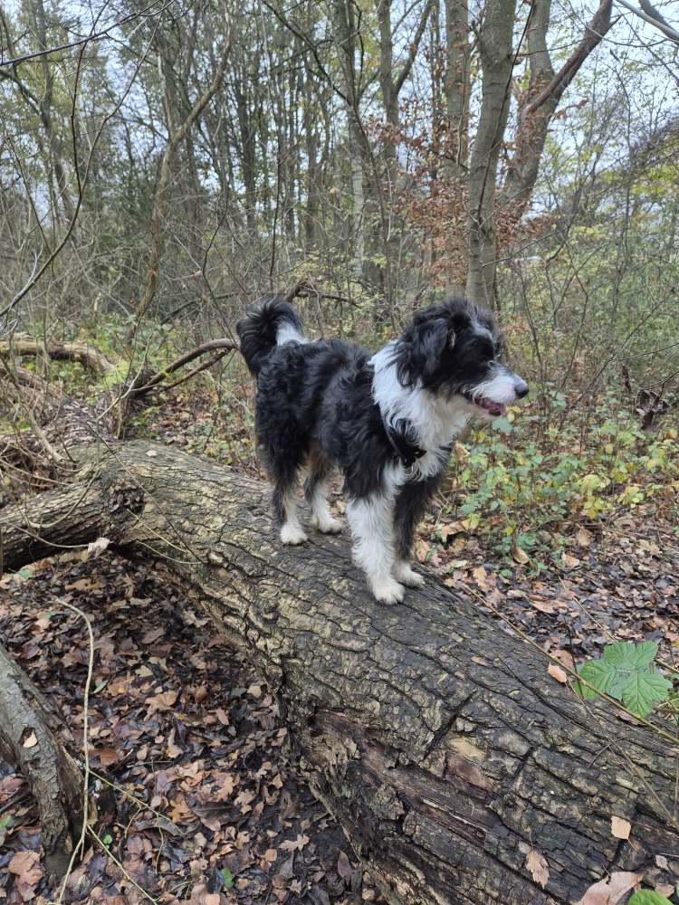 Hundetreffen-Spaziergang, gemeinsames Training, Spielen-Profilbild