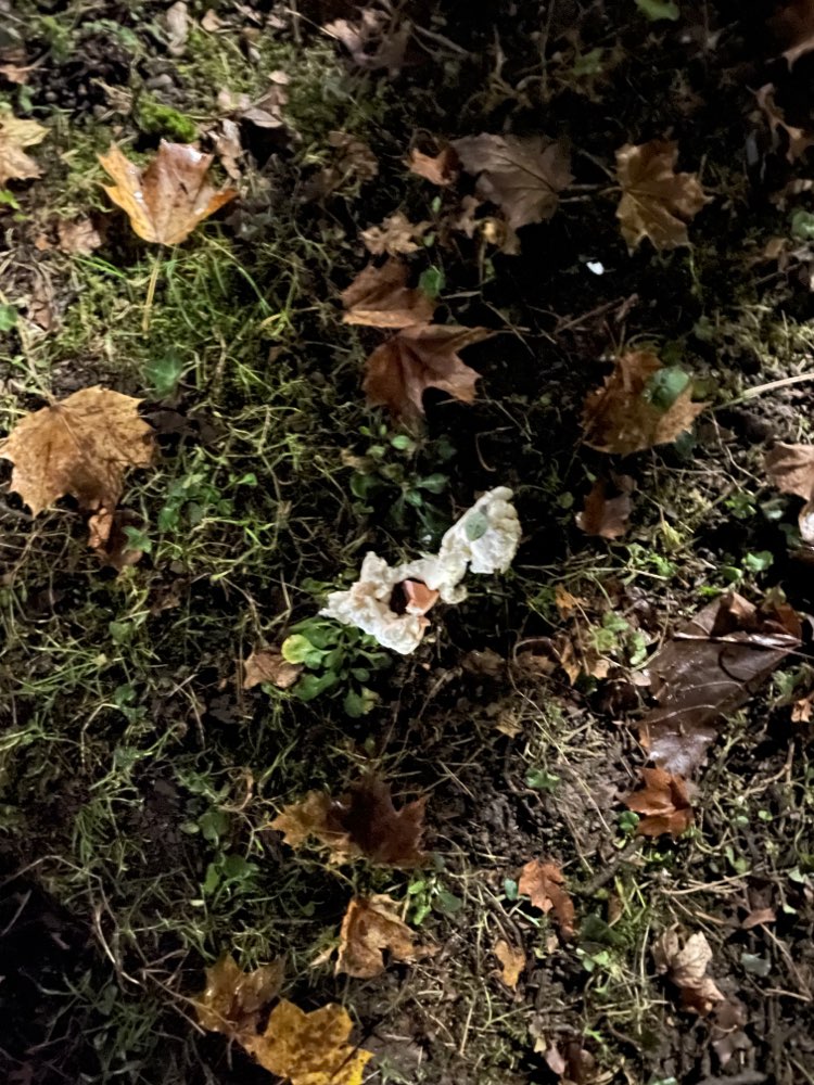 Giftköder-Vermutlich Giftköder-Profilbild