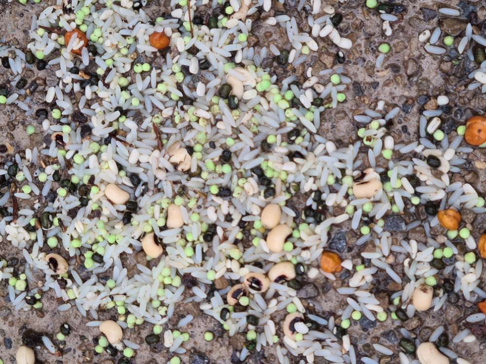 Giftköder-Unsicher ob Rattengift/Gift-Profilbild