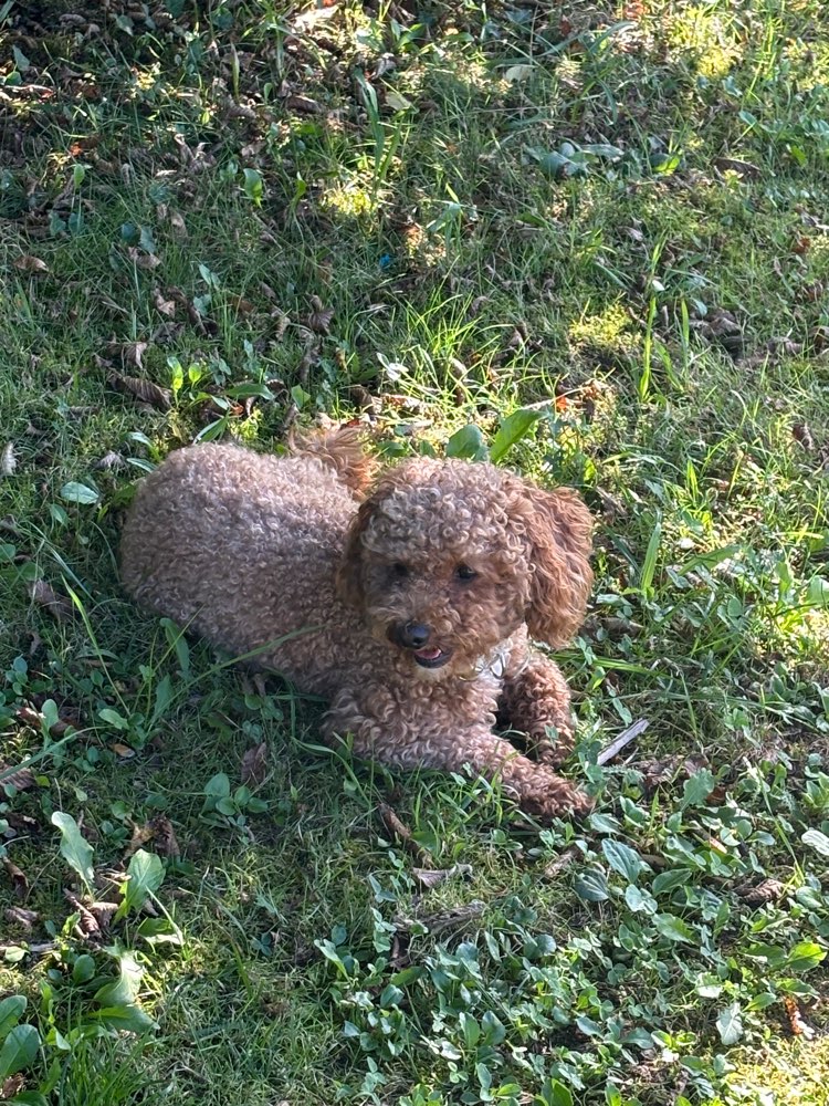 Hundetreffen-Apollo sucht Freund:in zum Spazierengehen und Spielen-Profilbild