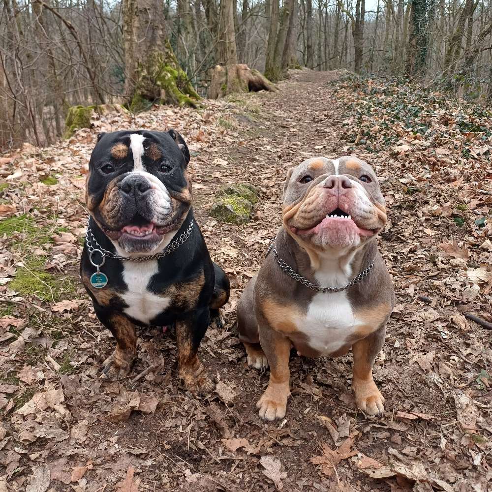 Hundetreffen-Hundetreffen in Paderborn und Umgebung-Profilbild