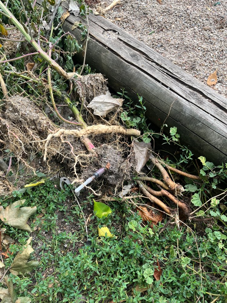 Giftköder-Gebrauchte Spritzen in Gestrüpp-Profilbild
