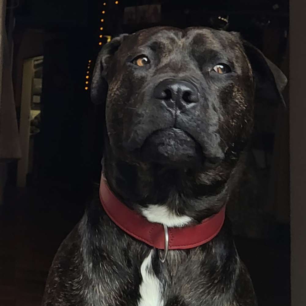 Hundetreffen-Charly sucht Spiel Freunde 🥰🥰🥰-Profilbild