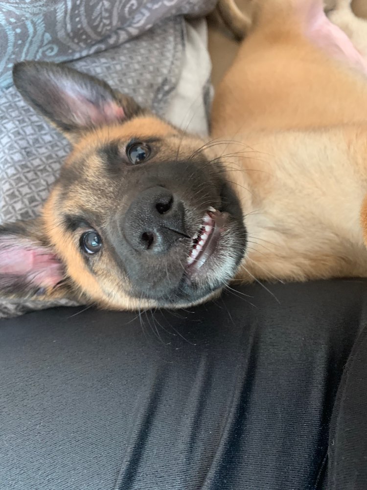 Hundetreffen-Spielkameraden und Gassi-geh- Partner-Profilbild