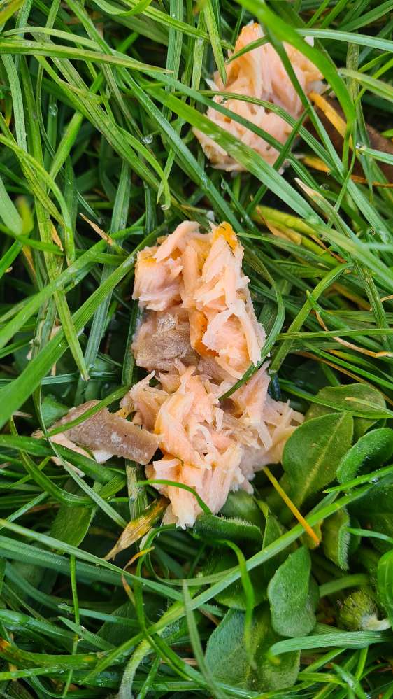 Giftköder-Lachs eventuell Köder-Profilbild