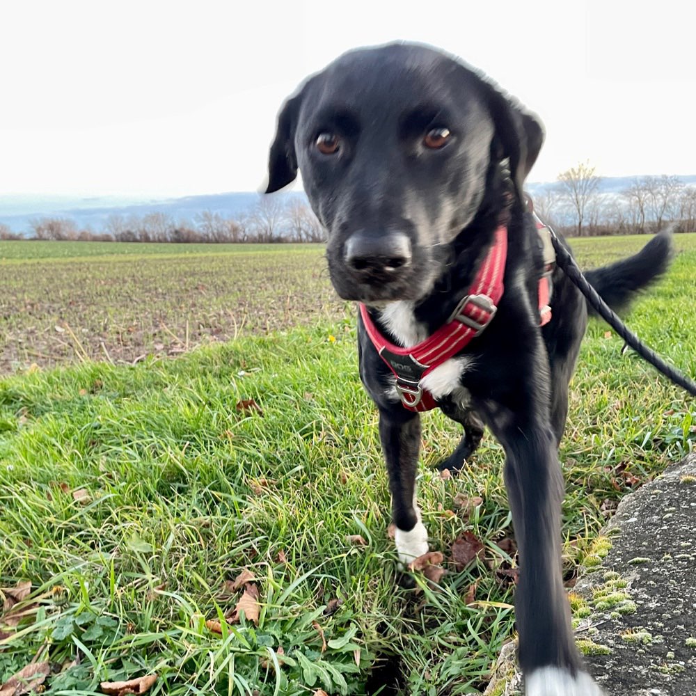 Hundetreffen-Hundekumpel/ine gesucht;)-Profilbild