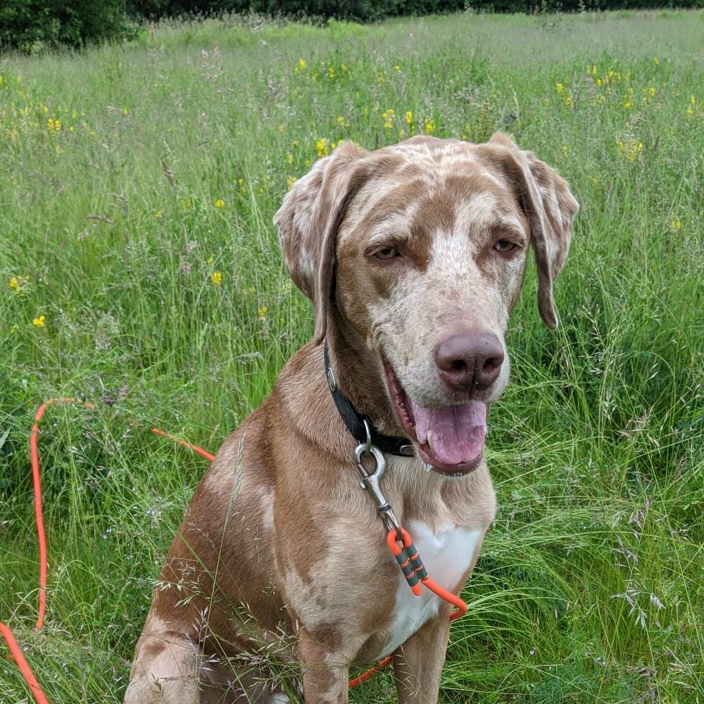 Hundetreffen-Regelmäßige Spieltreffs-Profilbild