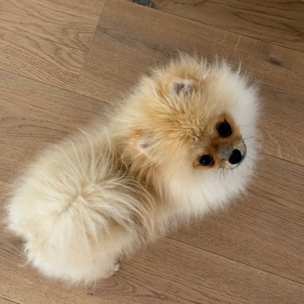 Hundetreffen-Spiel und Spass🐶🐾-Profilbild