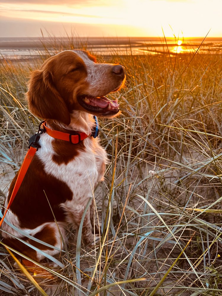 Hundetreffen-Spaziergang in Bocholt und Umgebung-Profilbild
