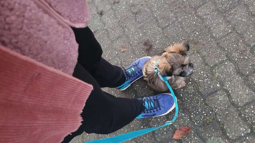 Hundetreffen-Gassi/Spiel/bissl Training mit Klein-Hund kompatiblem Hundekumpel-Profilbild