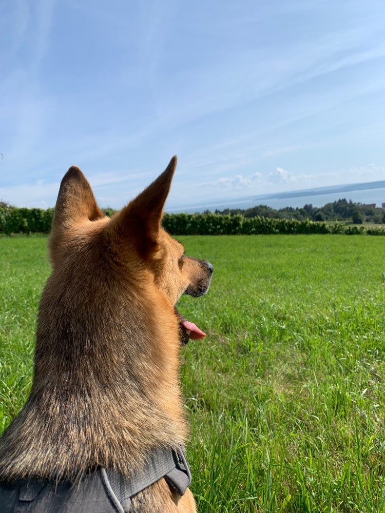 Hundetreffen-Playdates für ausgiebiges Spielen und Toben gesucht-Profilbild