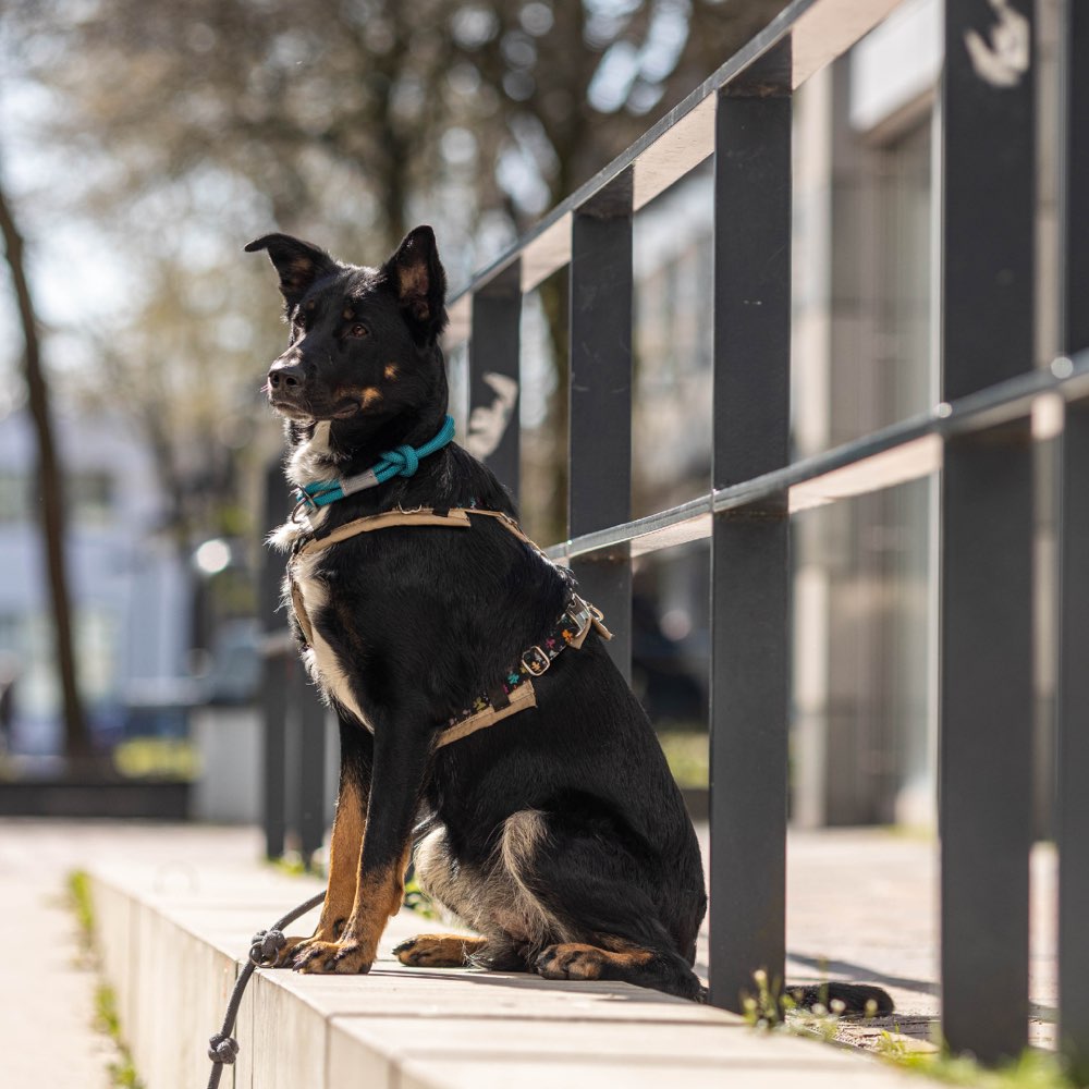 Hundetreffen-Spiel- und Gassifreund/in-Profilbild