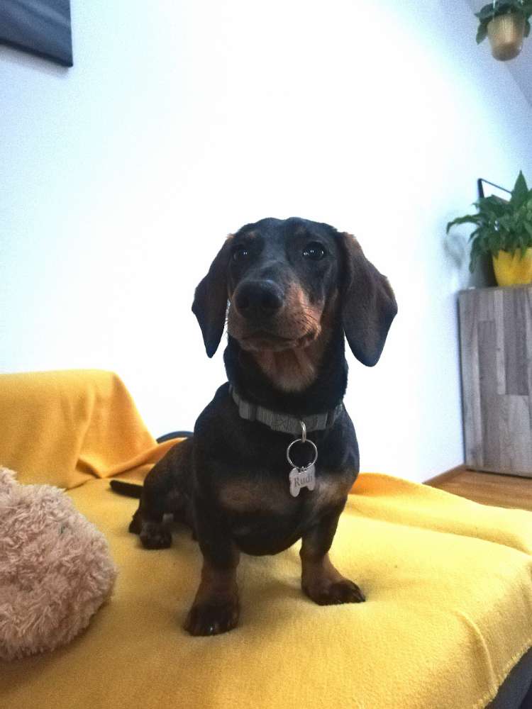 Hundetreffen-Dackel Club mit Rudi-Profilbild