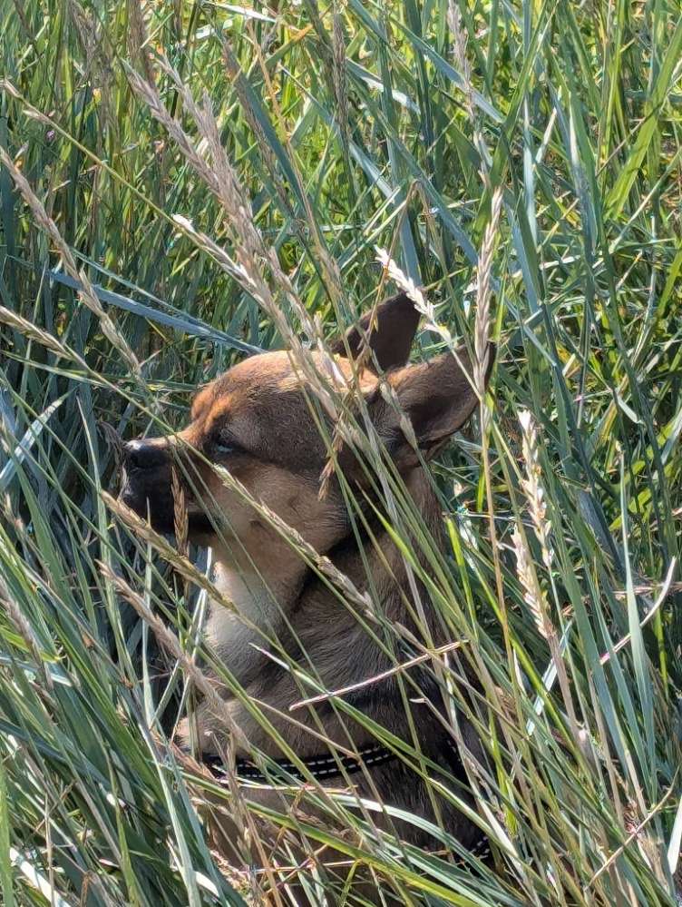 Hundetreffen-Mia möchte ihre Angst verlieren und sucht kleine Kumpels-Profilbild