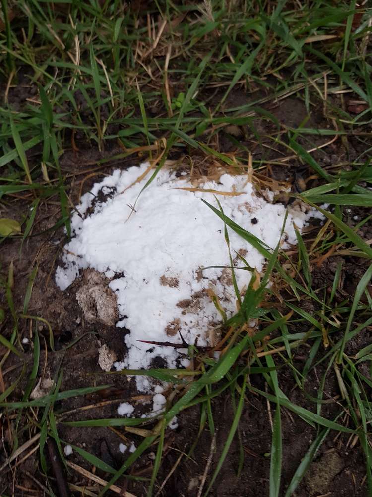 Giftköder-Unbekannte weiße Substanz-Profilbild