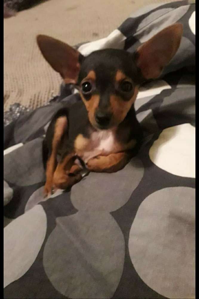 Hundetreffen-Suche Artgenossen zum Gassigehen..Spielen kleine Hunde bis 5kg-Profilbild