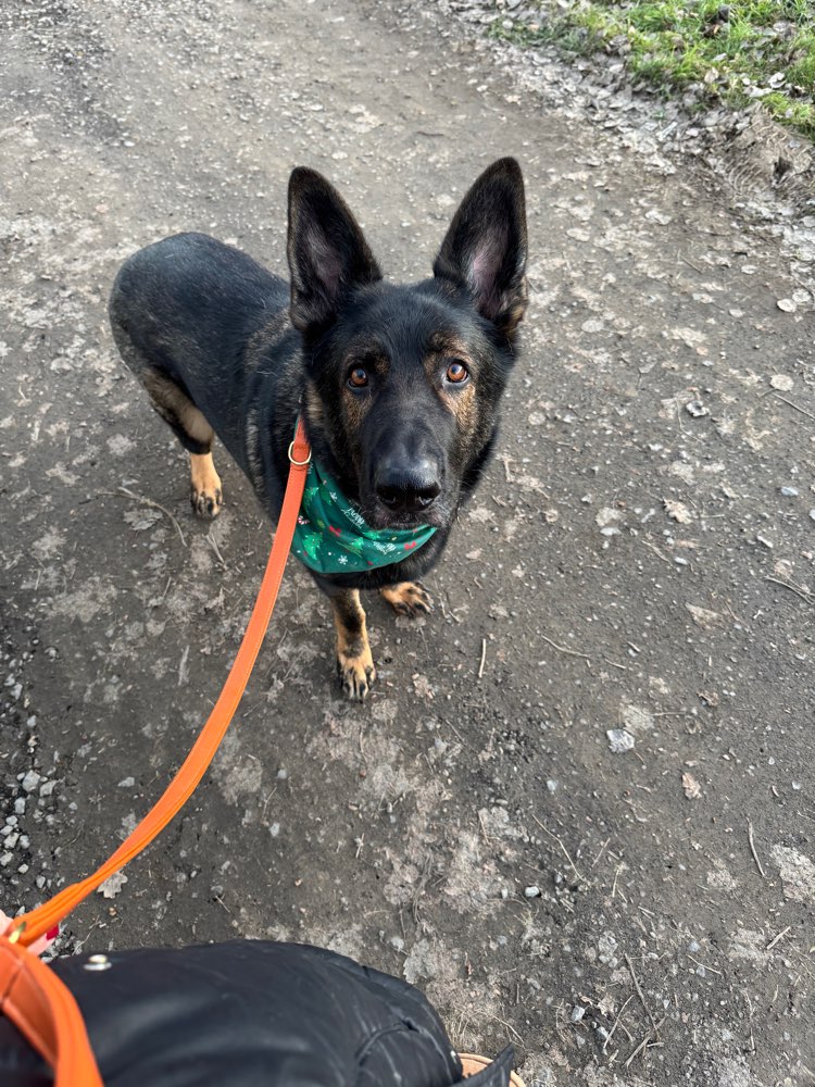 Hundetreffen-Gemeinsame Gassirunde-Profilbild