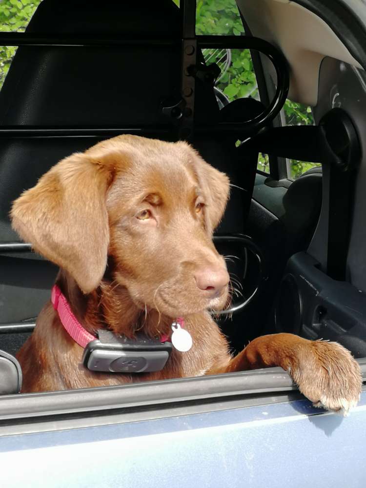 Hundetreffen-Junghundtreffen-Profilbild