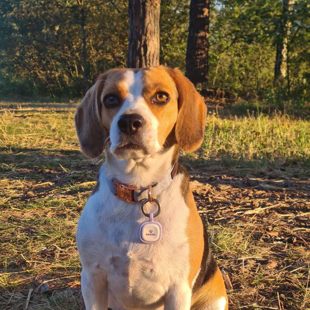 Hundetreffen-Spielrunde-Profilbild