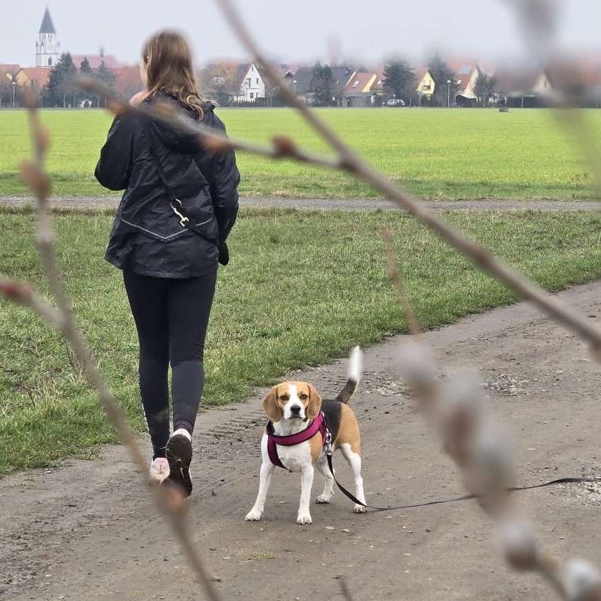 Hundetreffen-Regelmäßiges Training und gassierunden-Profilbild