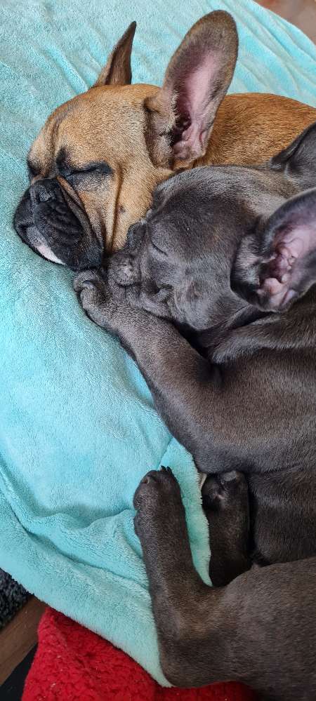 Hundetreffen-Französische bulldoggen treffen-Profilbild