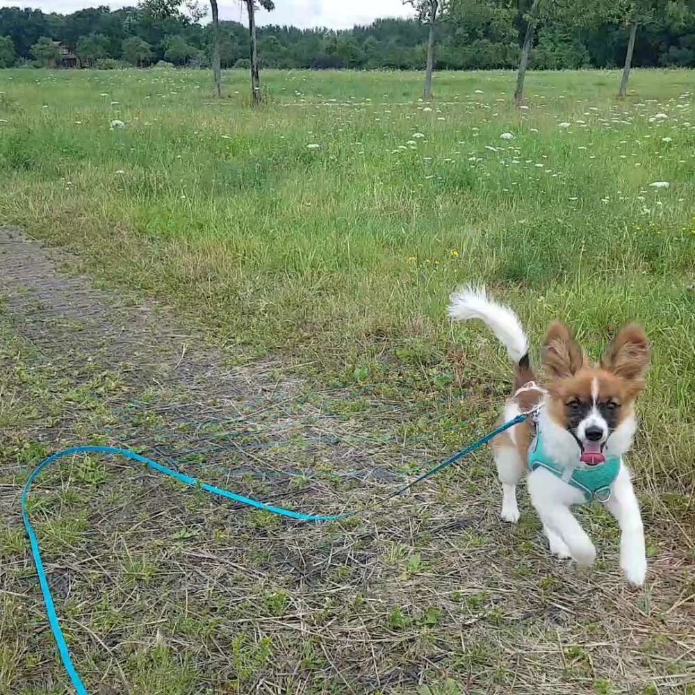 Hundetreffen-Gassi an Leine und Spielen zu Hause-Profilbild