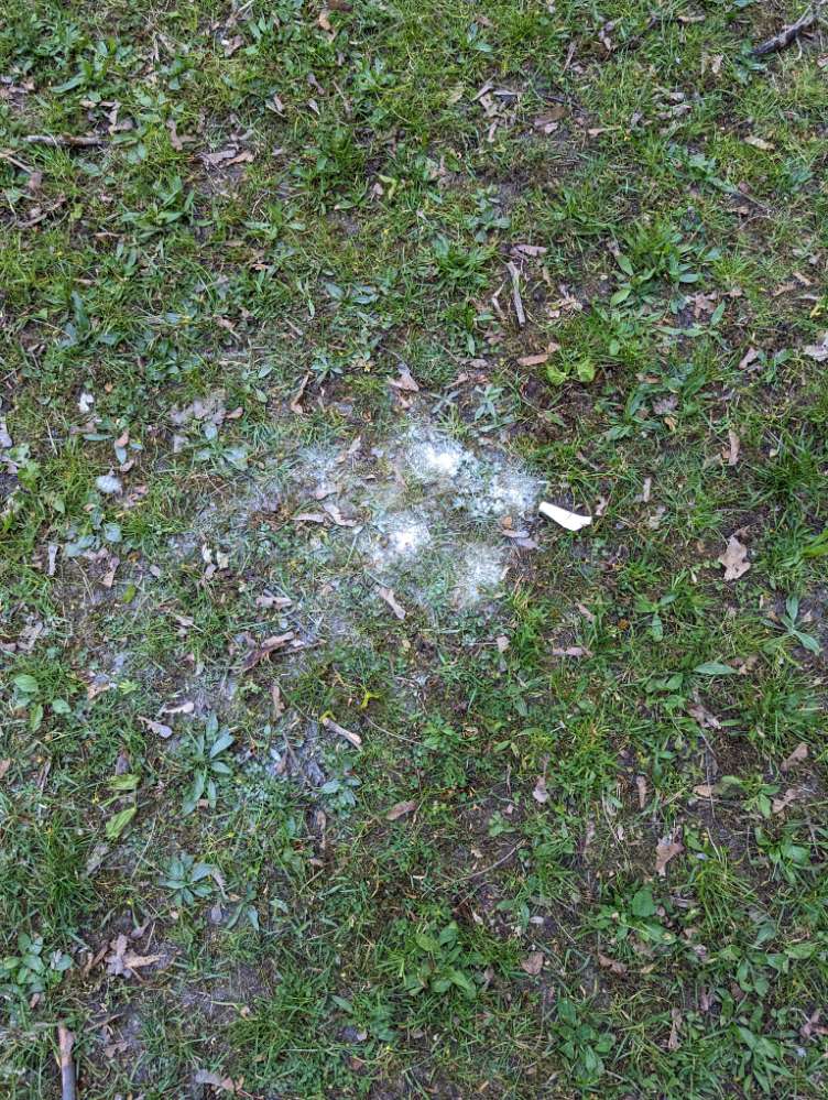 Giftköder-Undefinierbares weißes Pulver-Profilbild