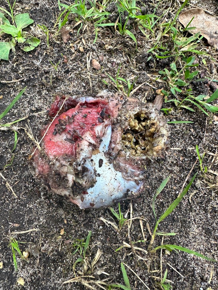 Giftköder-Fischköder oder ausgelegtes Futter-Profilbild