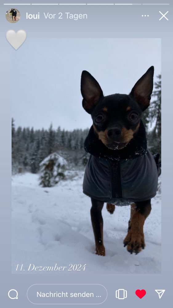 Hundetreffen-Grafenhausen-Profilbild