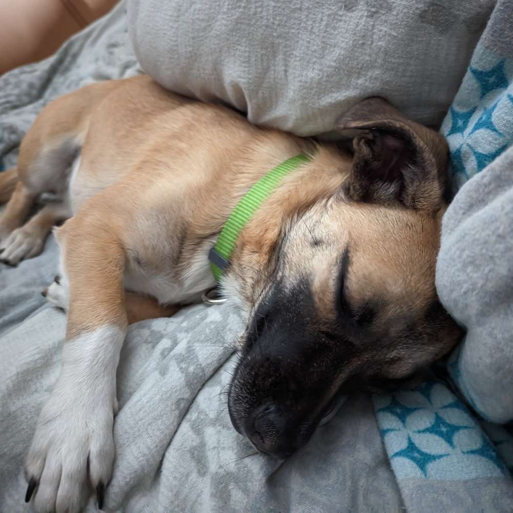 Hundetreffen-Such Spiel und Gassi geh freunde-Profilbild