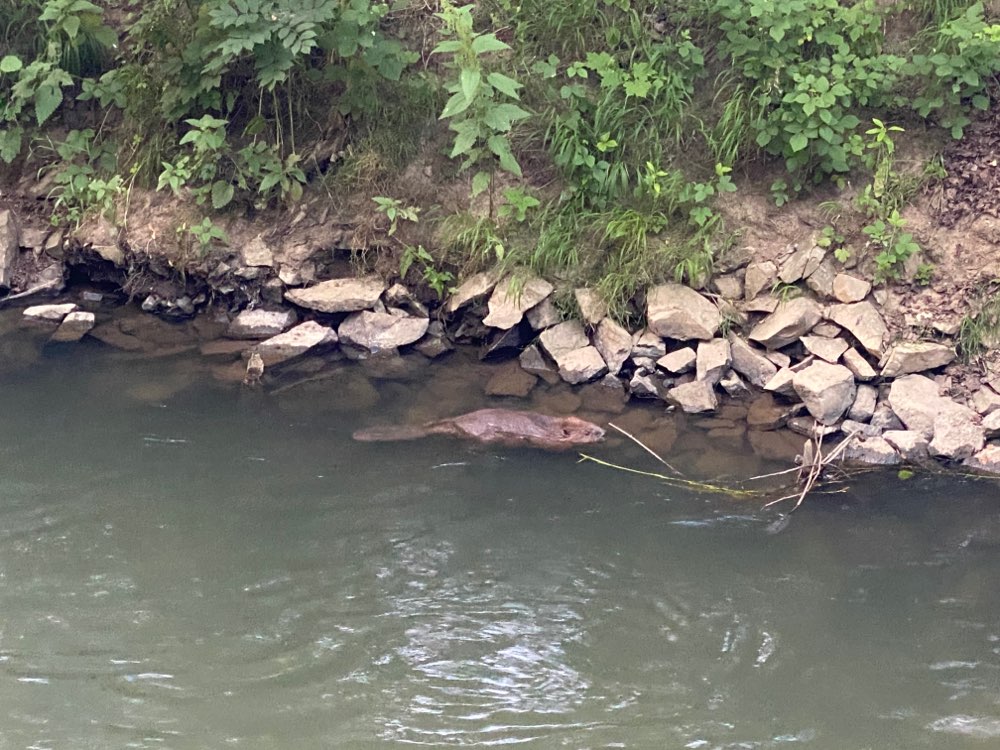 Giftköder-Große Biber nahe Wasserstelle-Profilbild