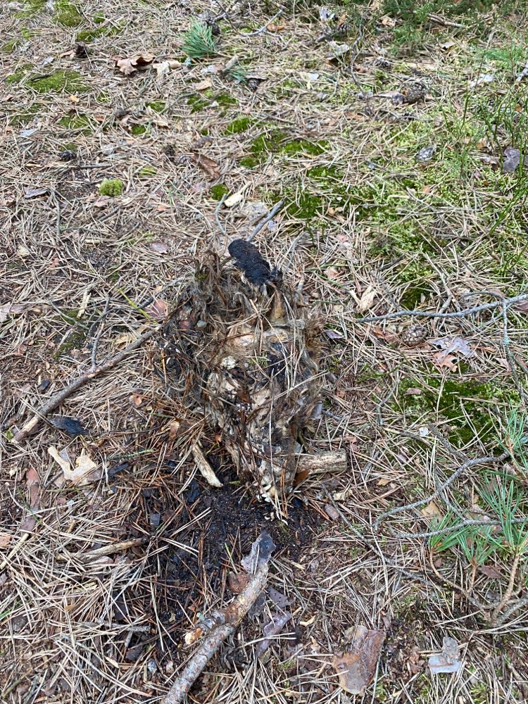 Giftköder-Tierkadaver-Profilbild