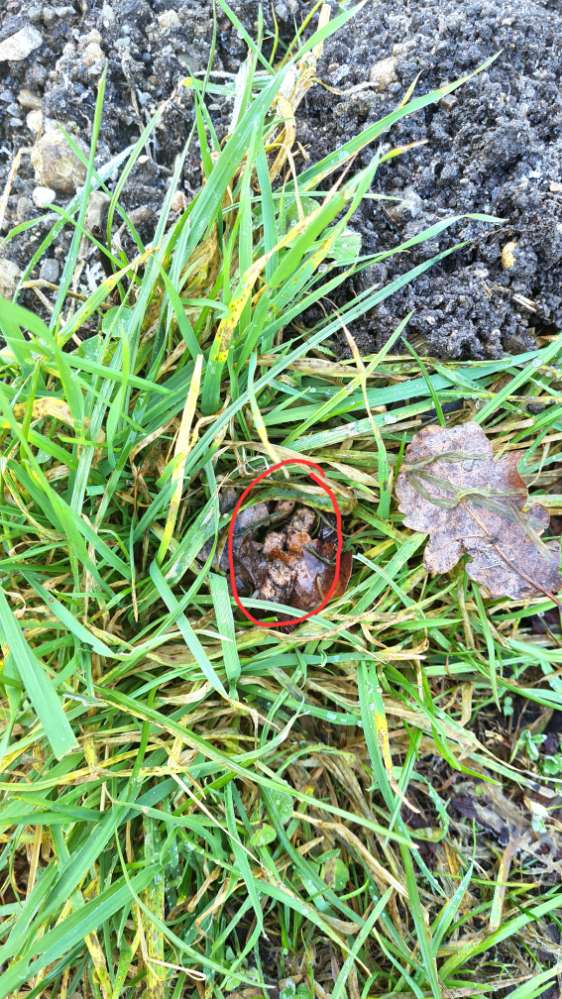 Giftköder-mögliche Giftköder-Profilbild