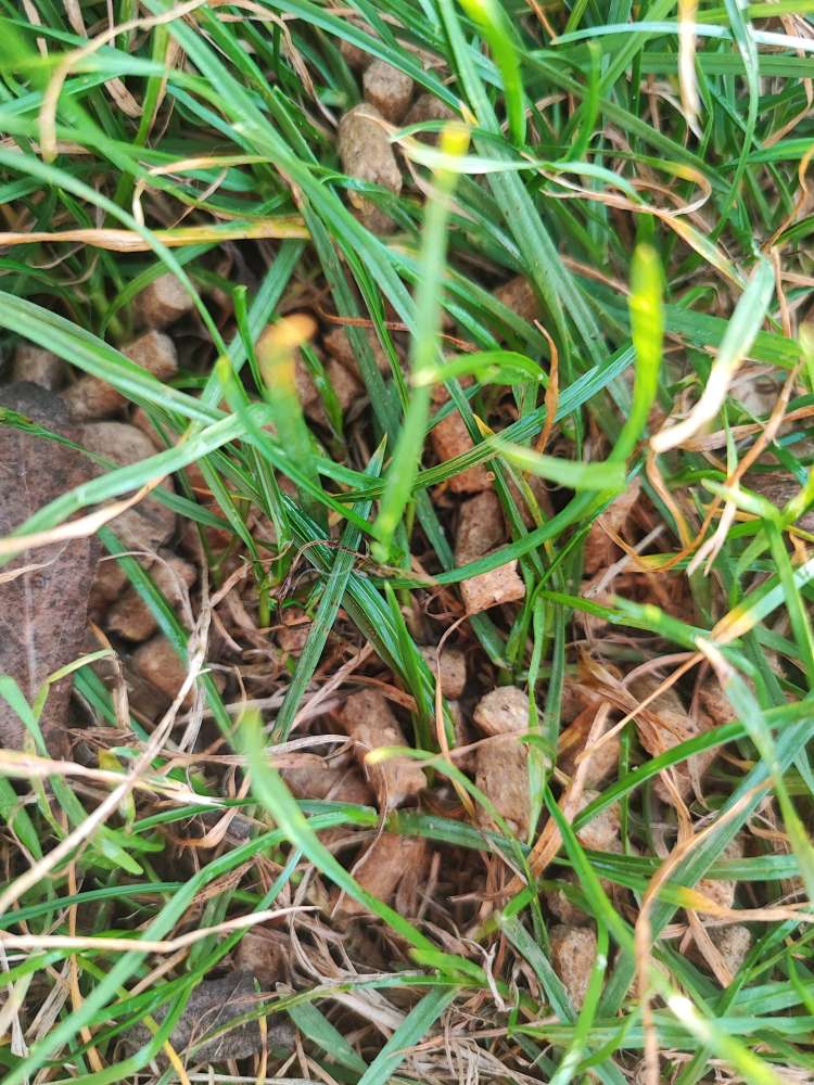 Giftköder-Futterpeletts oder Giftköder-Profilbild