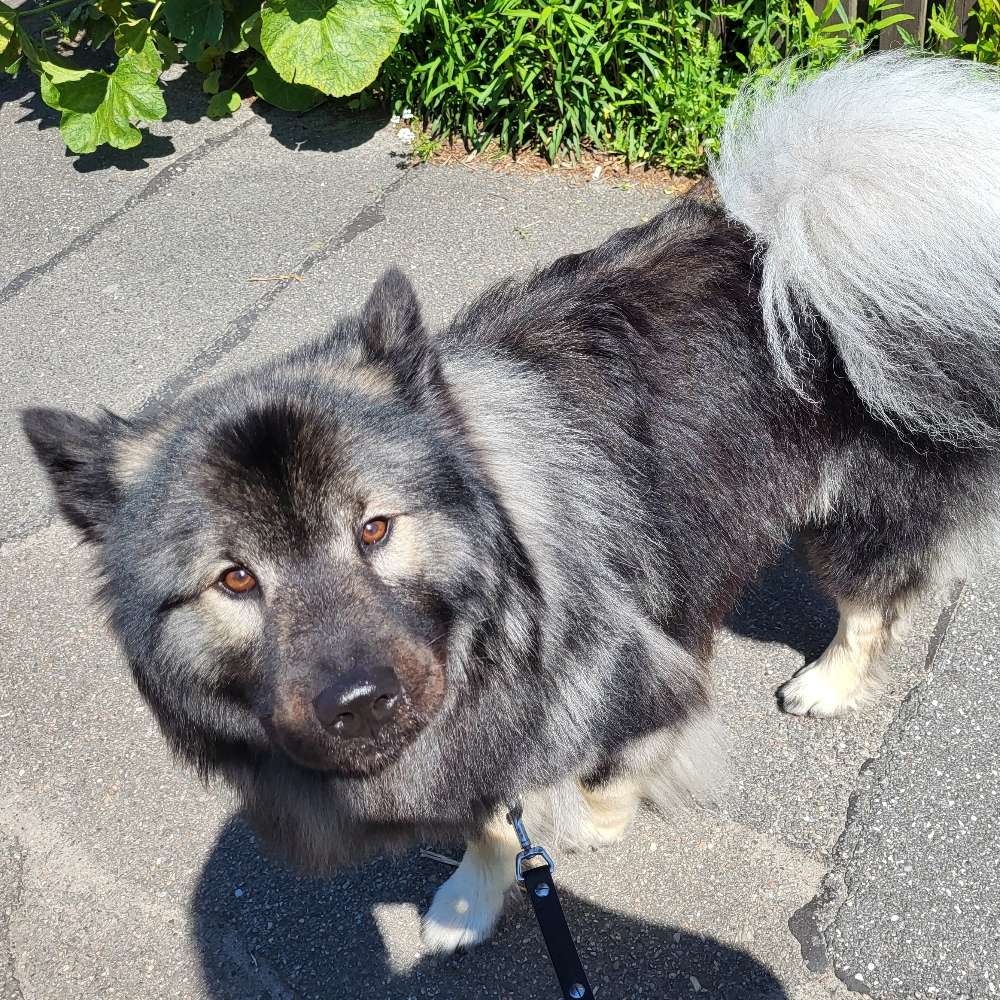 Hundetreffen-Gemeinsames Gassigehen ohne/mit Kontakt-Profilbild
