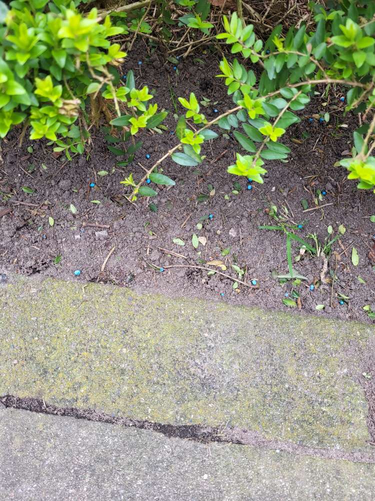 Giftköder-Blaue Kugeln-Profilbild