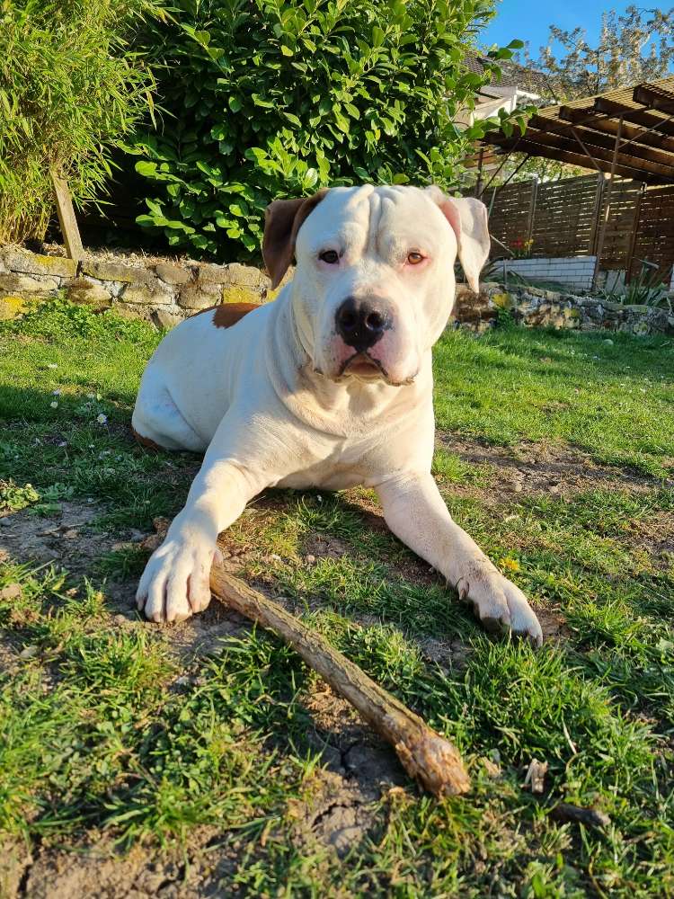 Hundetreffen-Spaziergang und Spielrunde Kreis Bietigheim-Bissingen-Profilbild