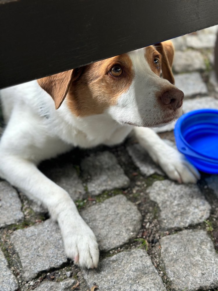 Hundetreffen-Gassitreffen-Profilbild